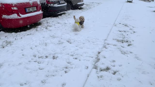 MY PUPPY'S REACTION TO THE FIRST SNOW IN 2021