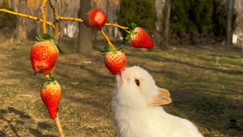 Cute baby rabbit 🐰🐰 😍😻