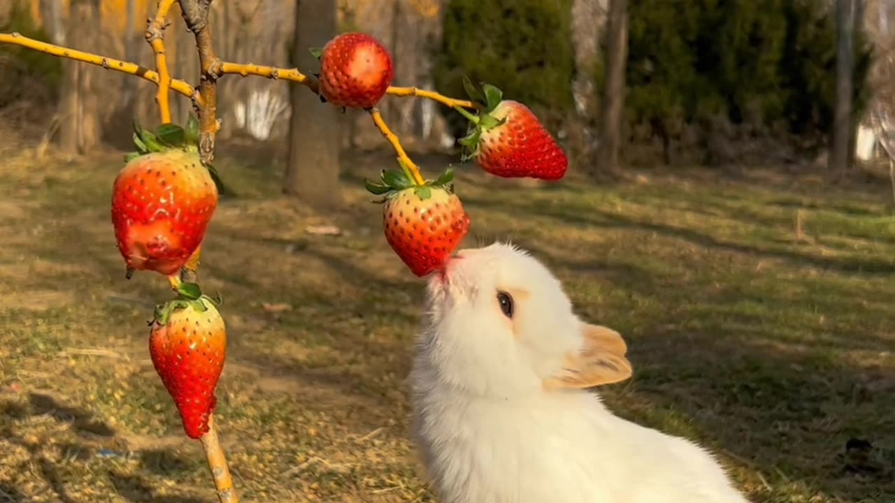 Cute baby rabbit 🐰🐰 😍😻