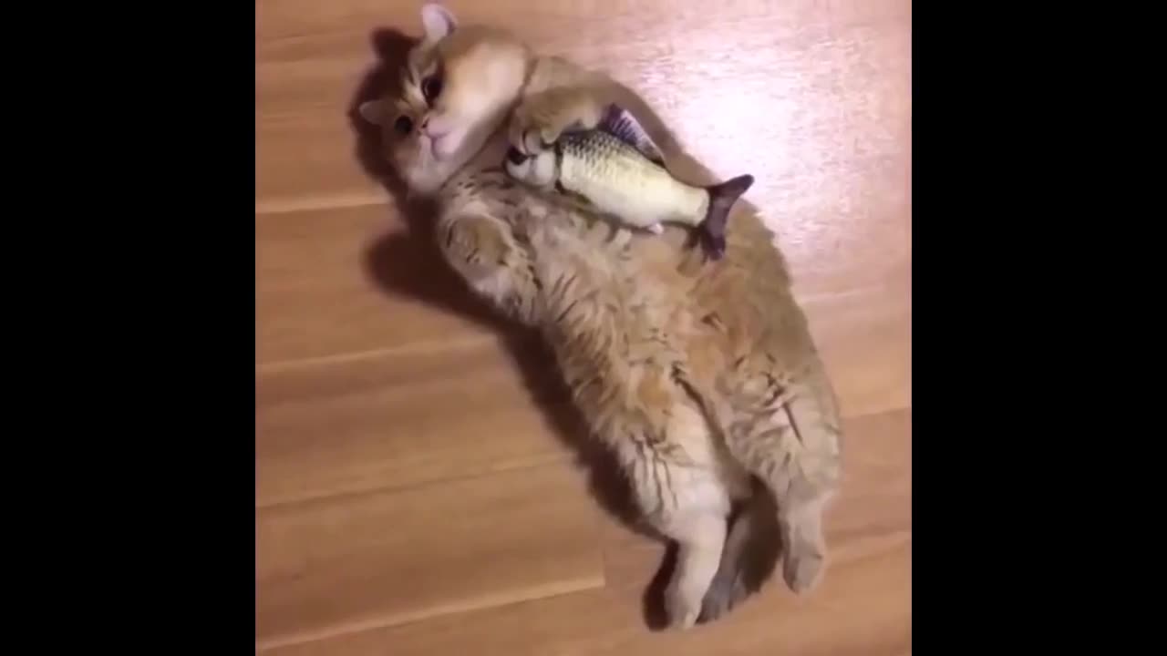 petscomrade 😂😂: Funniest Cats and Dogs Videos Compilation#5😂😂