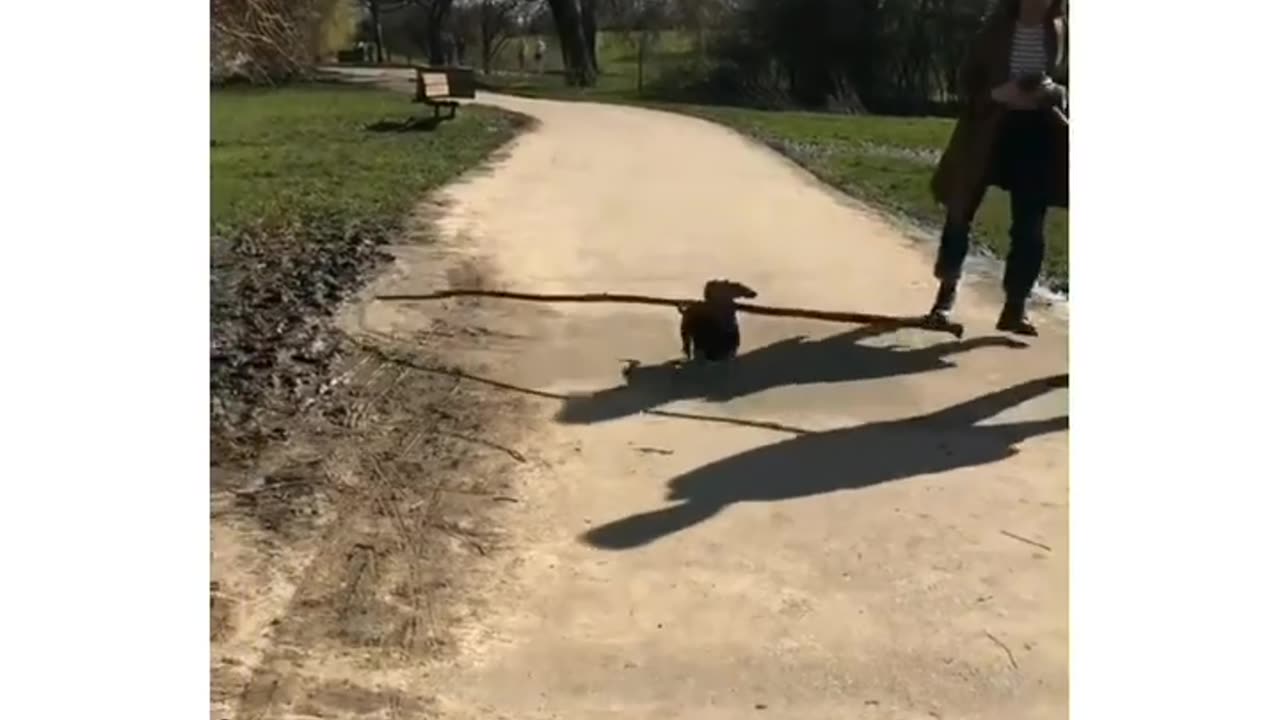 Move! Dog with a giant stick!