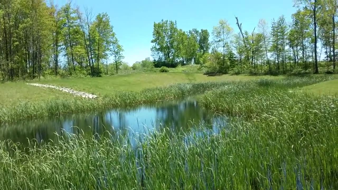 Lakeside With Bird, the Joy of Warm Weather