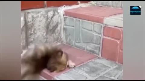 Funny video 2023. Dog and cat funny