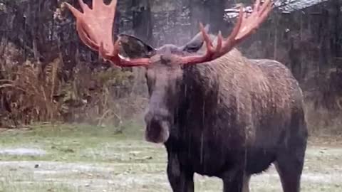 Moose in Alaska