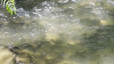 Otters playing in the stream