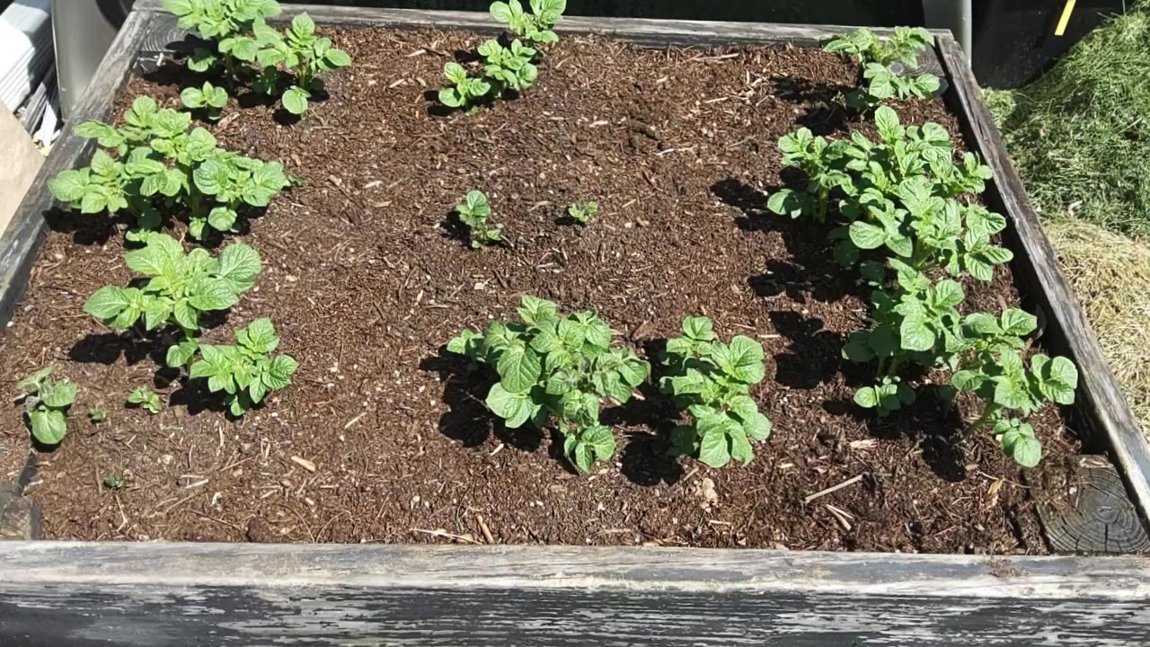 Potato plants sprouting zone 5. 4/19/23