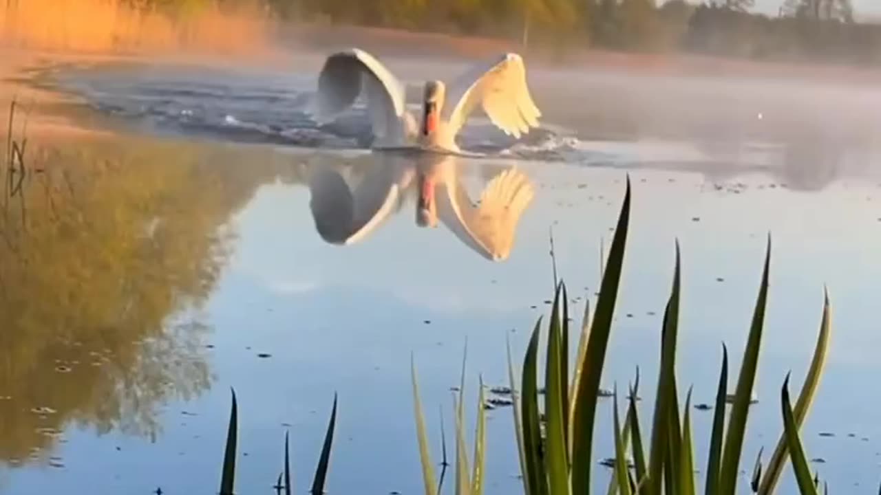 Swan in a beautiful view