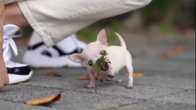 Playing with tree, I am alone buddy 😁