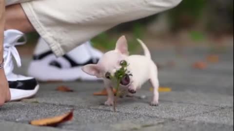 Playing with tree, I am alone buddy 😁