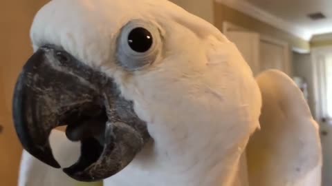 Funny Parrots Going Crazy - Funniest Parrots Compilation-3