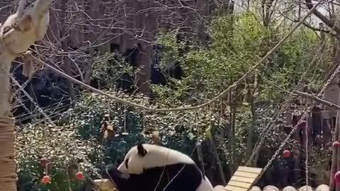 Panda on a swing