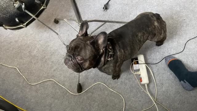 French bulldog is nervous