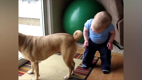 Positively Adorable: Watch these playful dogs in action