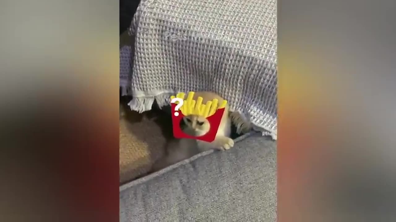 Funny animals