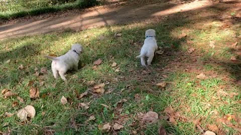 Thunder and Louie.