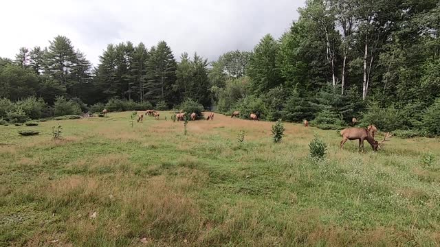 Elk