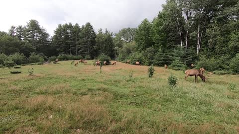 Elk