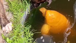 Bailey the Boxer Gives Koi Kisses