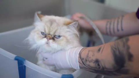 The friendliest cat in the world came to take a bath! 😻🛁✂️❤️