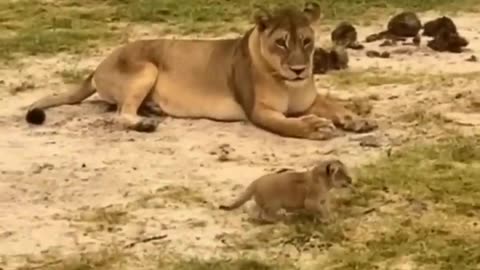 Lion cubs spending time with mother very cute moments 😍❣️😍