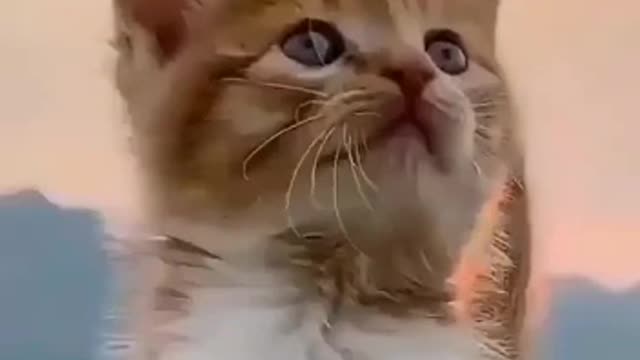 Aawww! Cat So Adorable Your Heart Will Melt [Relaxing Video]