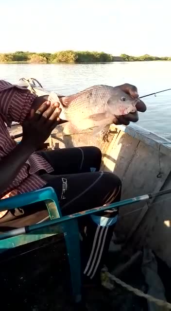 Catch a small fish in the Nile River