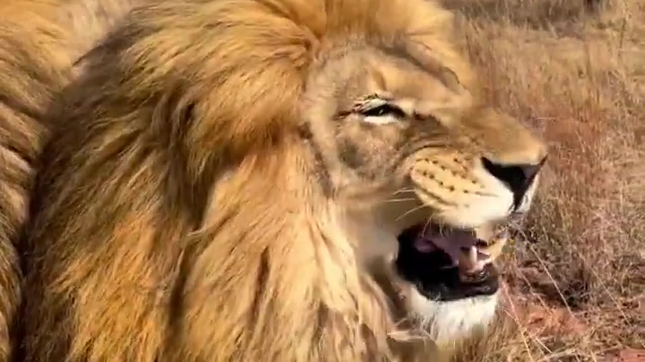 Funny Animal Videos of 2022🤣 - Best Pig Video - Funny animals 🐖#shorts #pigs #funnyanimals