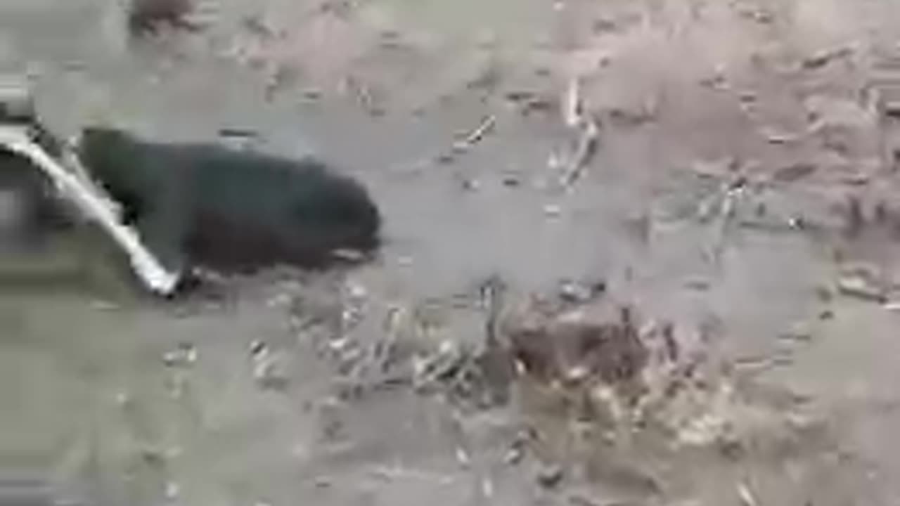 A sharp counterstroke by the beaver helped him knock the Ukrainians out of position