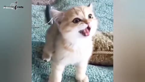 cat playing movement : so cute 🥰