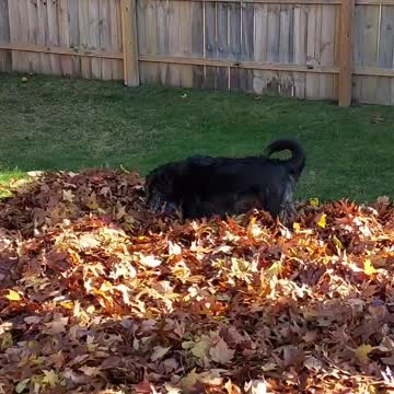 Dog Playing In Leaf Pile