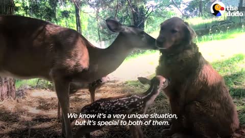 Deer Brings Her Babies To Meet Her Dog Best Friend Every Spring