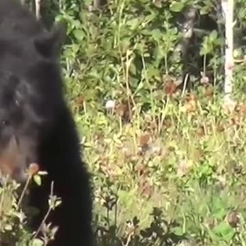 Black Bear Bear Infant Yukon Canada Baby Bear