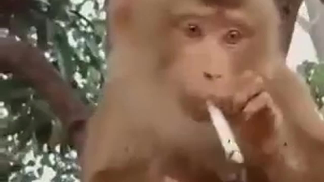 The monkey smoke viral 🤣🤣funny video