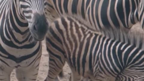 Zebra Zingers: A Safari of Laughs