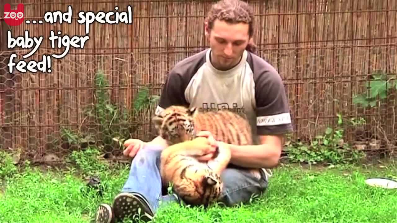 Cute Siberian Tiger Cubs from Hungary