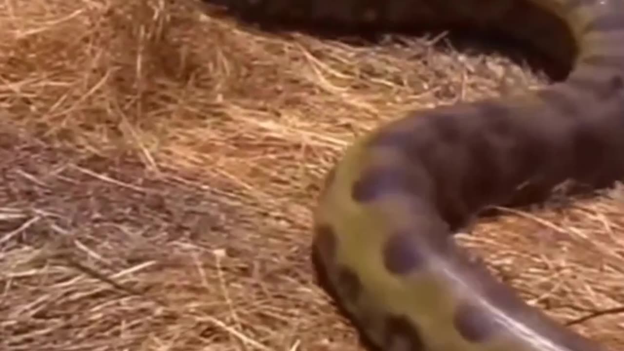 Snake 🐍 video relaxing