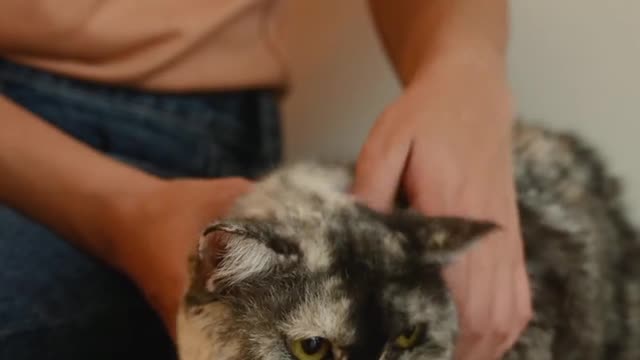 Love cat Video
