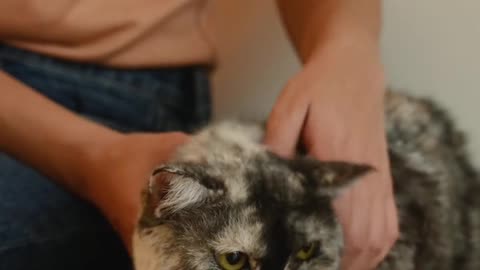 Love cat Video