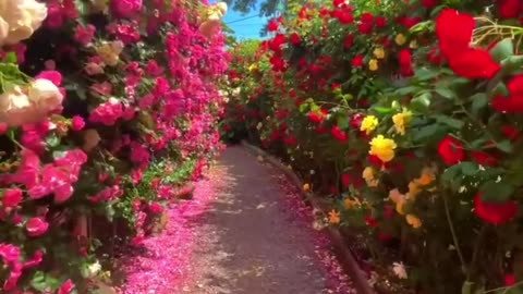 🌹 "Rose Season Blooms on Jeju Island" 🌹