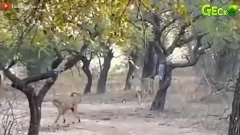 35 Ruthless When Dogs Are Attacked By Tigers, Leopards, Lions... | Animal Fight