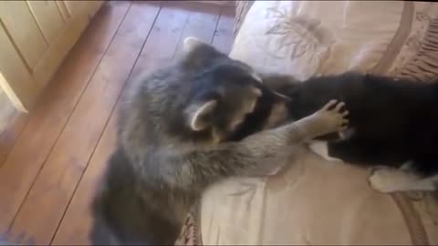 Raccoon give me tha cat