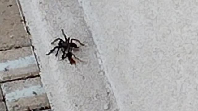 Tarantula vs wasp