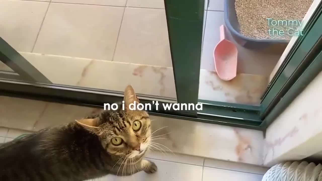I can't believe my cat is talking back to me !
