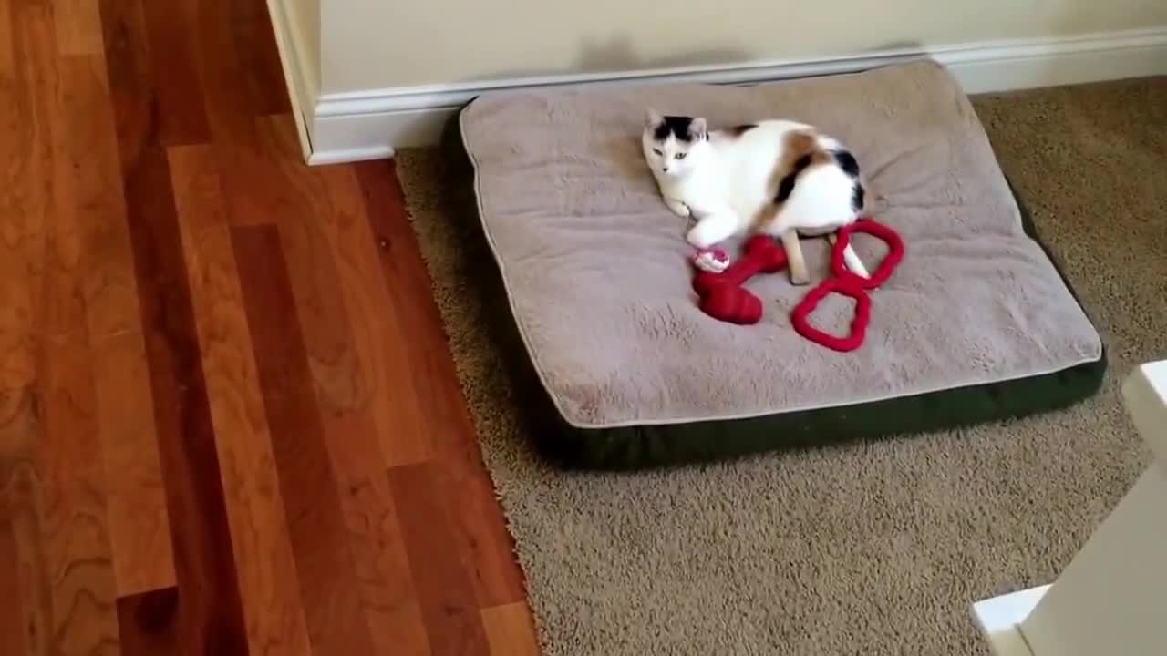 German Shepherd 's Enemy Steals Her Bed Again