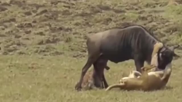 Ferocious attack of wild animals in the African savannah