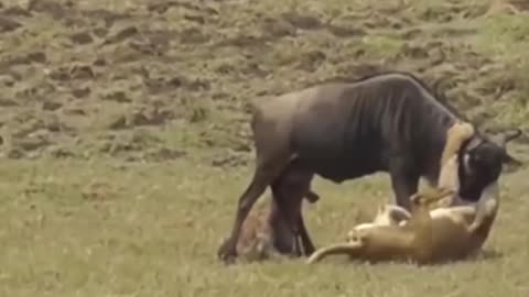 Ferocious attack of wild animals in the African savannah