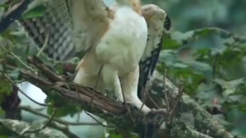 Motherly love how great birds are the same