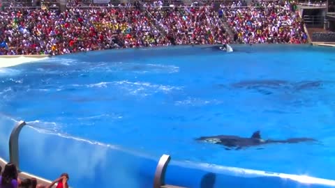 Seaworld SHAMU Killer Whale Show