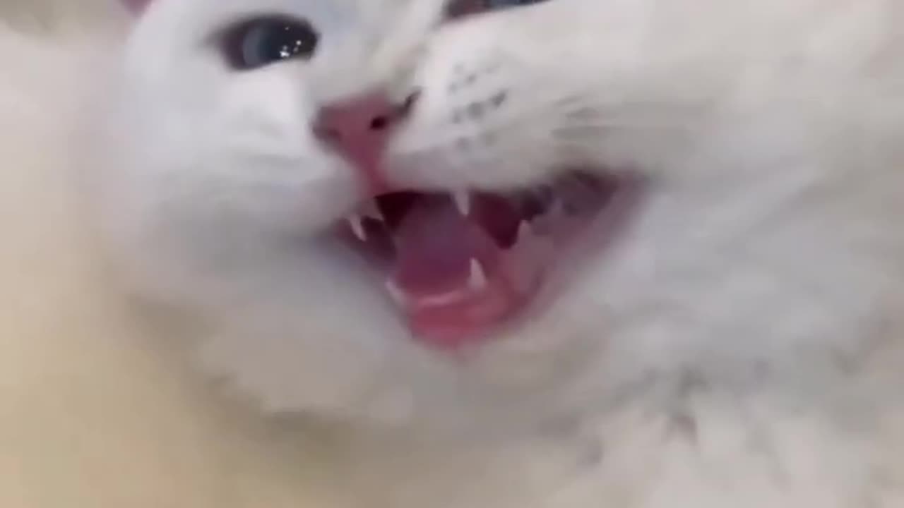 🐱 Funny cat videos - cute cats - Try not to laugh - Cat videos Compilation #shorts 🐈_52