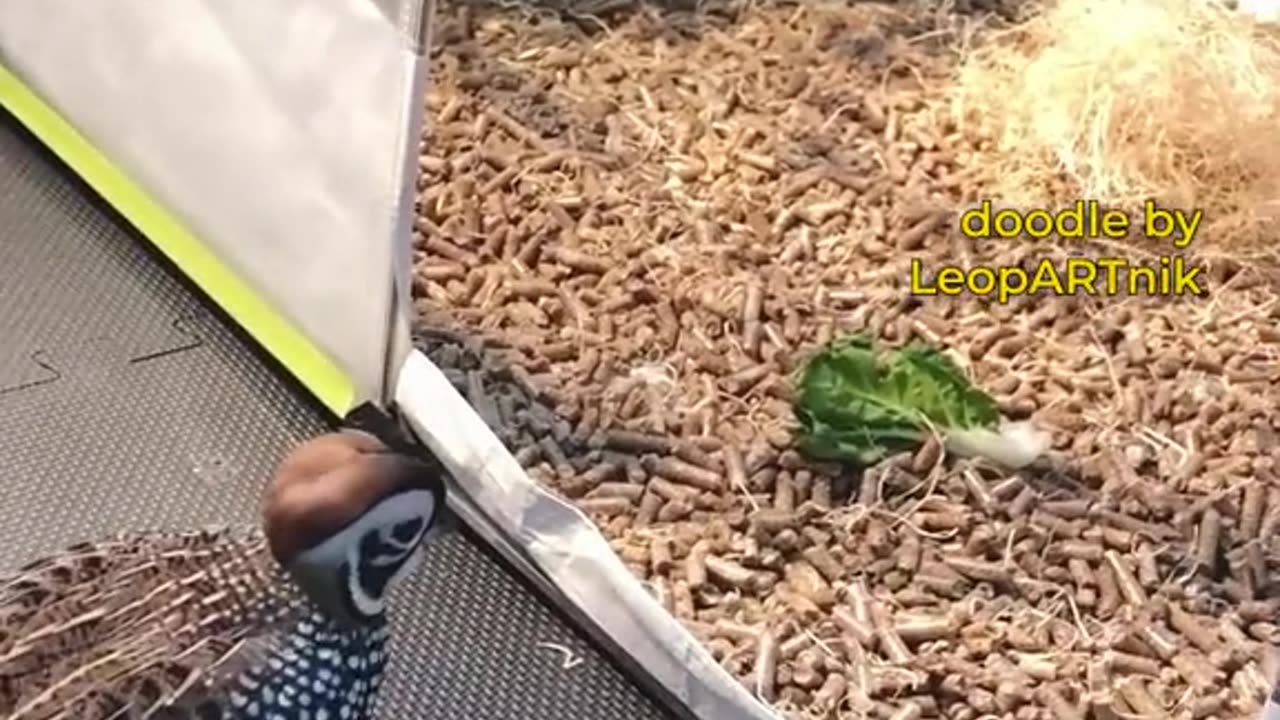 📦 Ugh, that Package Thief 📦(Sound On 🔈🔉🔊)Video used for the animation